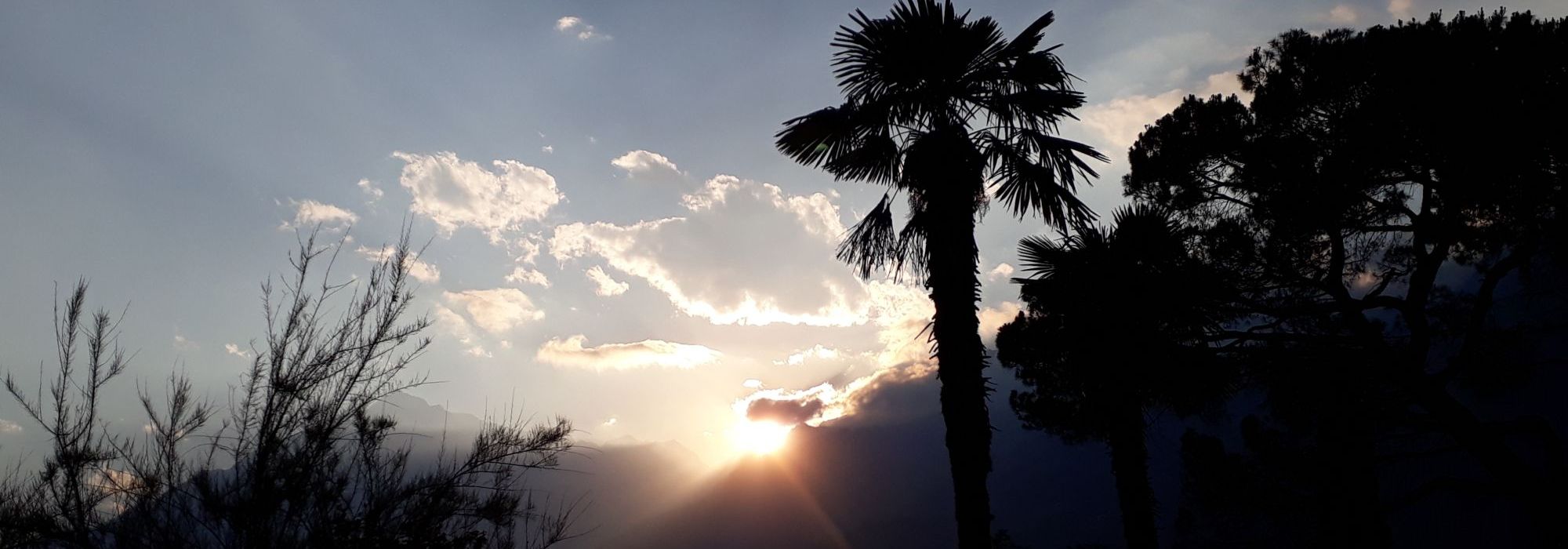 Foto „Abend mit Palme“ aus: Natur - Landschaften